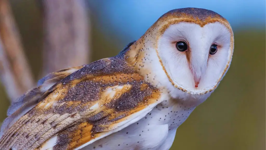 white and brown bird - Barn Owl