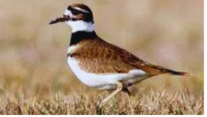 White And Brown Birds