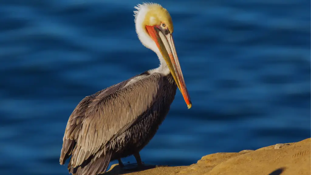 white and brown bird - Brown Pelican
