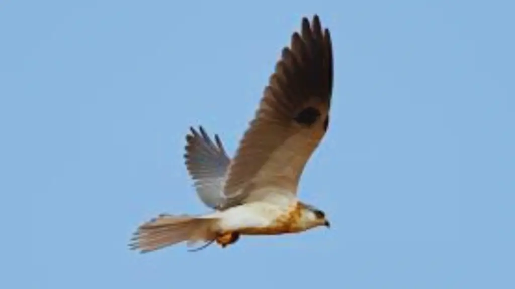 white and brown bird White-tailed Kite