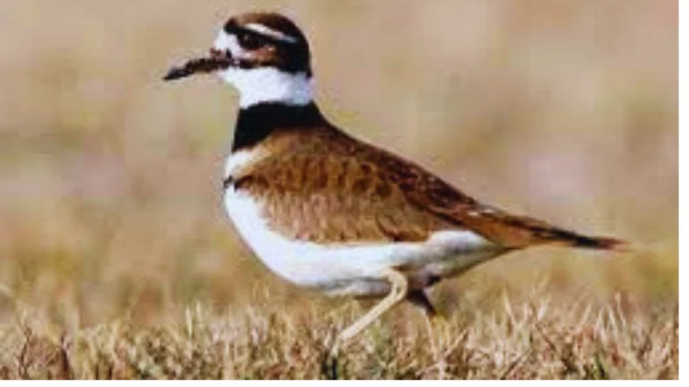 White And Brown Birds