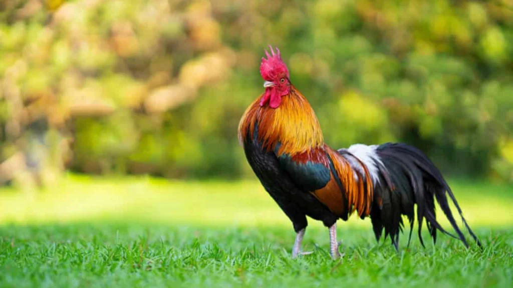 Why Don't We Eat Roosters