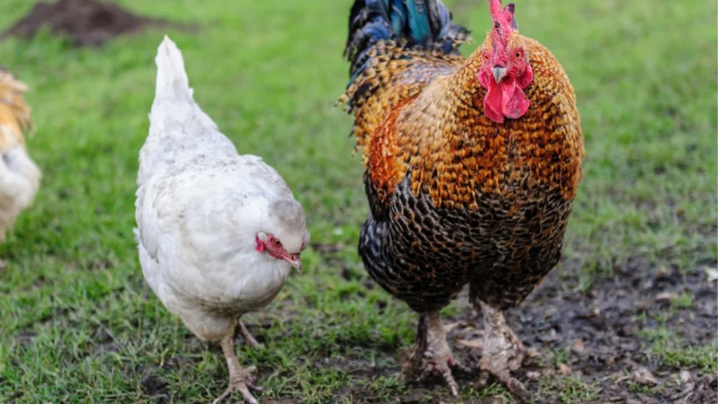 Why Don't We Eat Roosters?