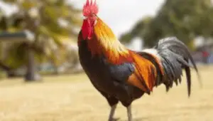 Why Don’t We Eat Roosters
