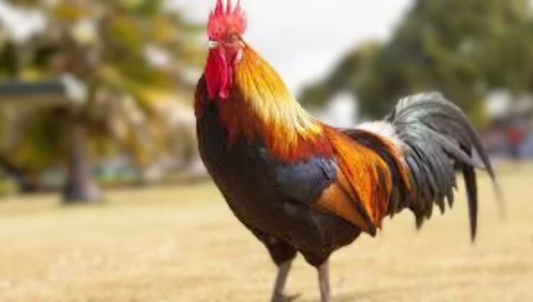 Why Don’t We Eat Roosters