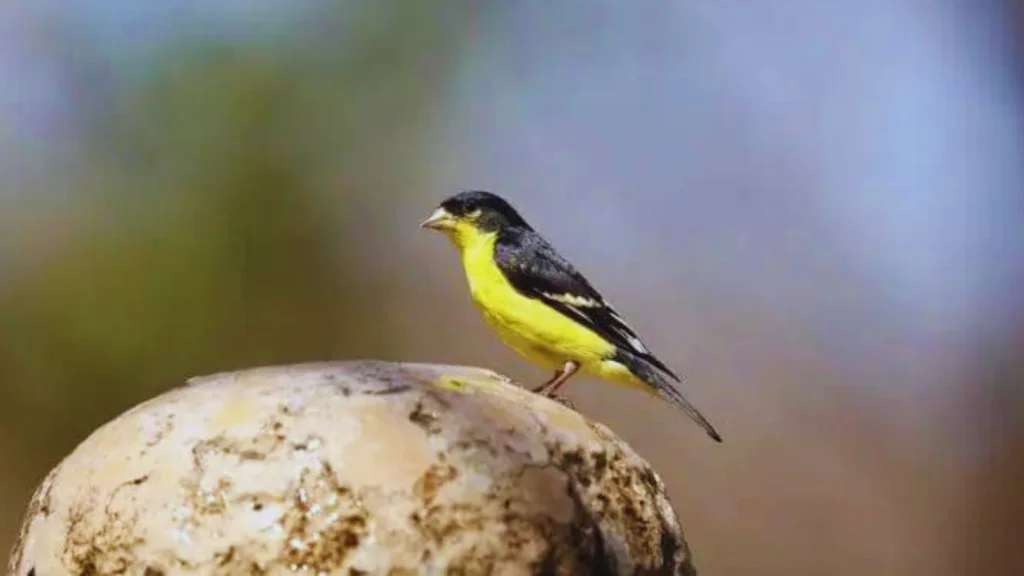 Yellow Birds in San Diego