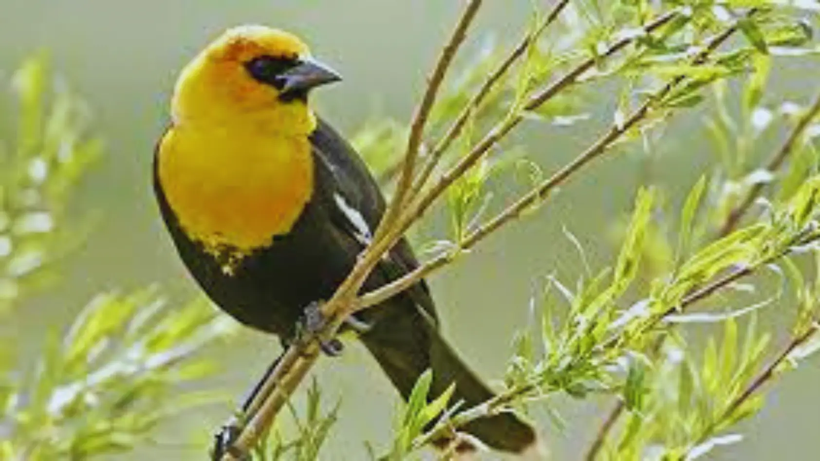Yellow Birds in San Diego