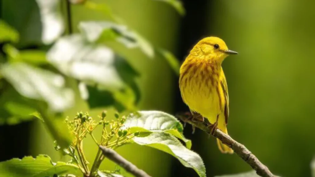 Yellow Birds in San Diego