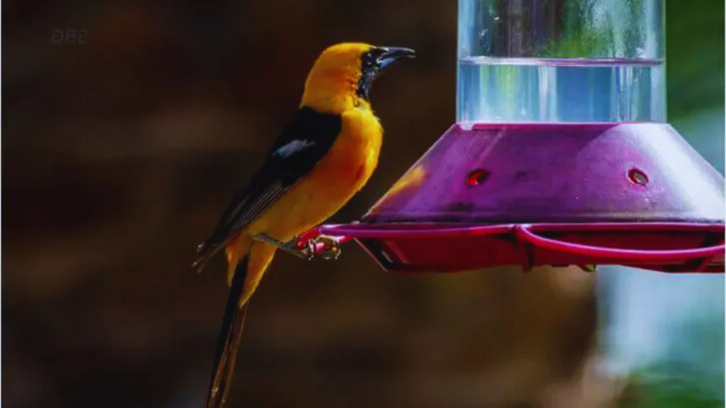 Yellow Birds in San Diego