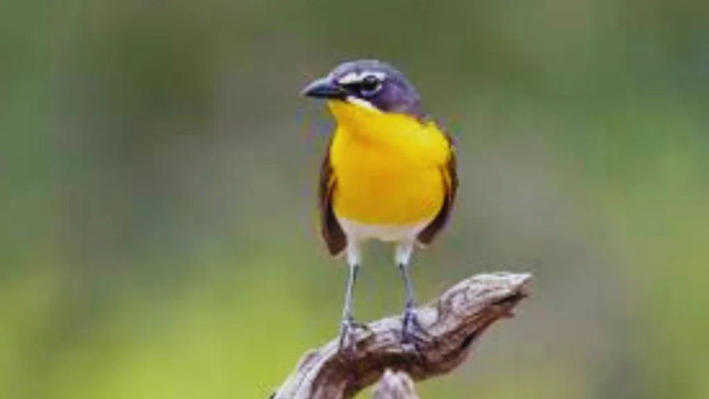 Yellow-breasted Chat
