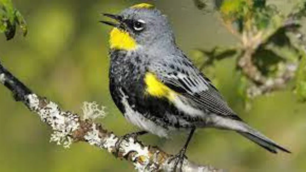 Yellow Birds in San Diego