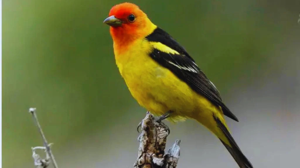 Yellow Birds in San Diego