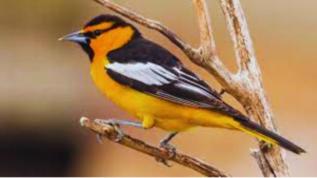 Yellow Birds in San Diego