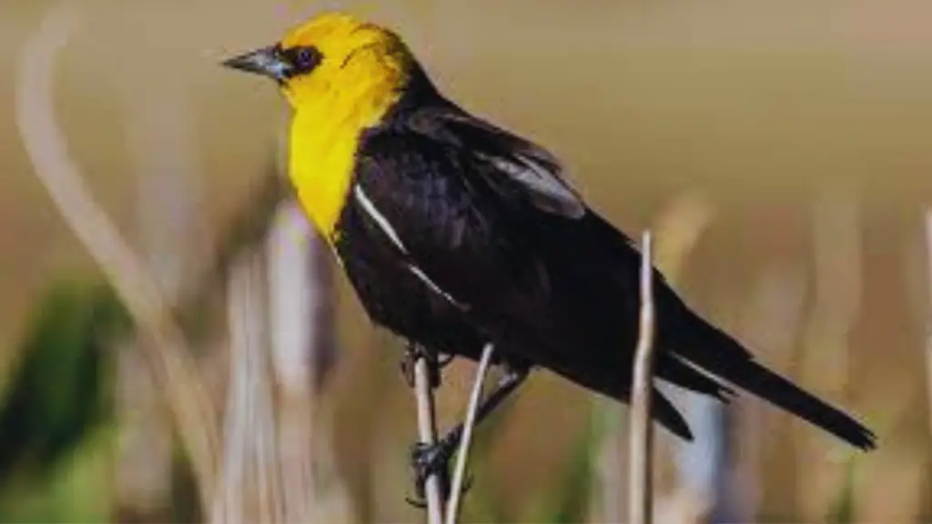 Yellow Birds in San Diego
