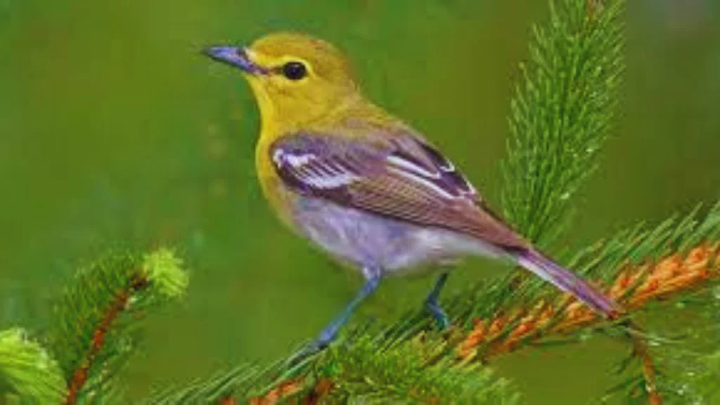 Yellow Birds in San Diego