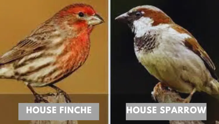 Female House Finches vs. Sparrows