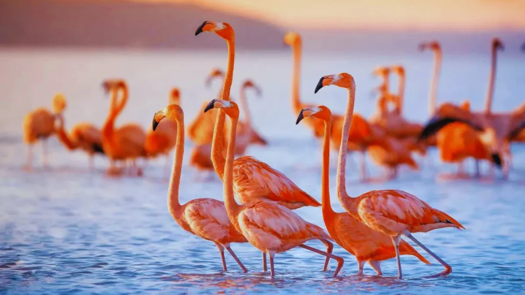 beautiful birds