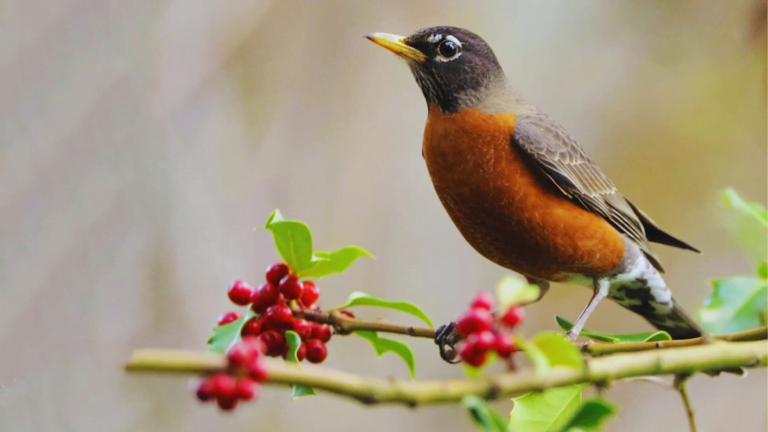 Bird Poop is Good Luck: 7 Fascinating Stories - Chirper Birds