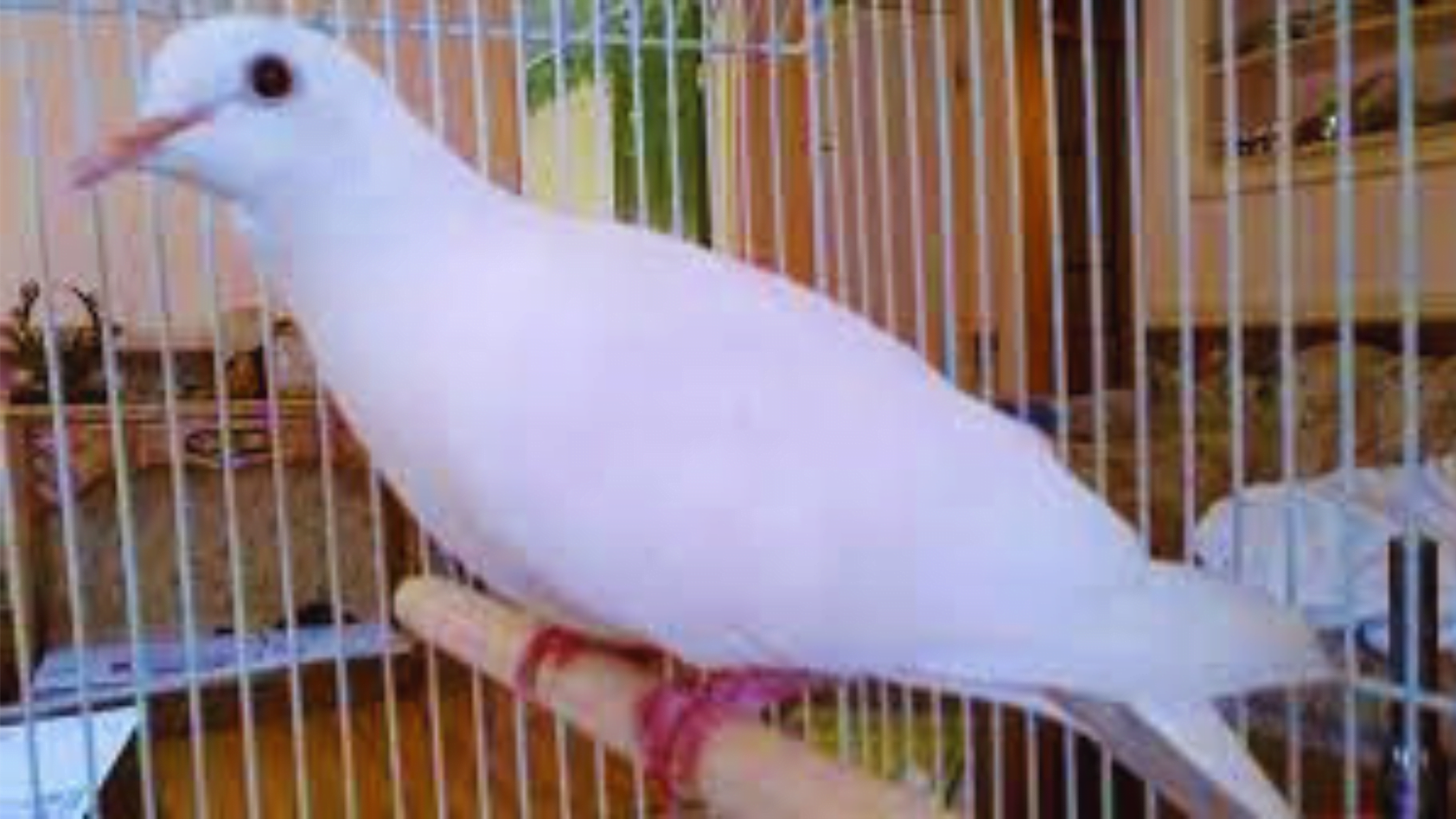 2. Dove