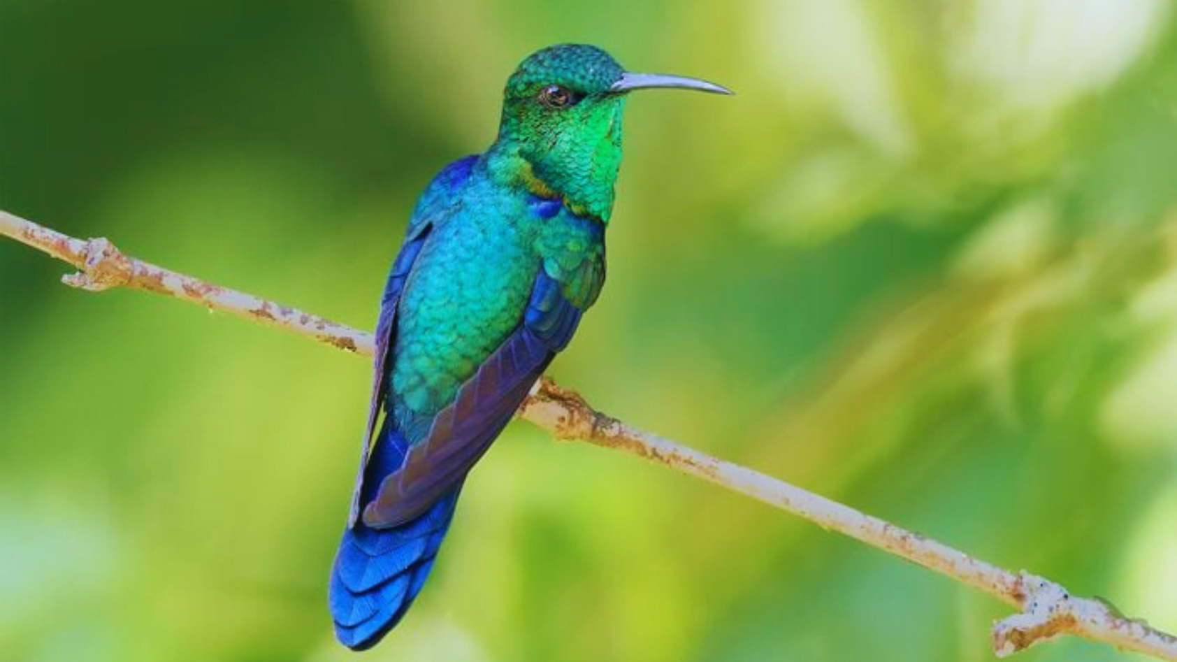 Humminbird Poop Bird Poop is Good Luck: 7 Fascinating Stories - Chirper Birds