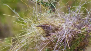 cactus wren