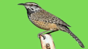 cactus wren
