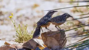 cactus wren