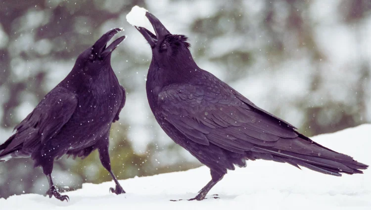 crow number meaning