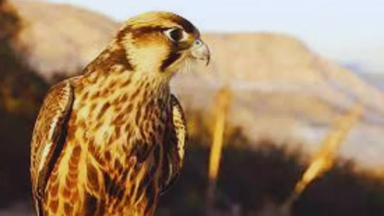 San Diego Falcons