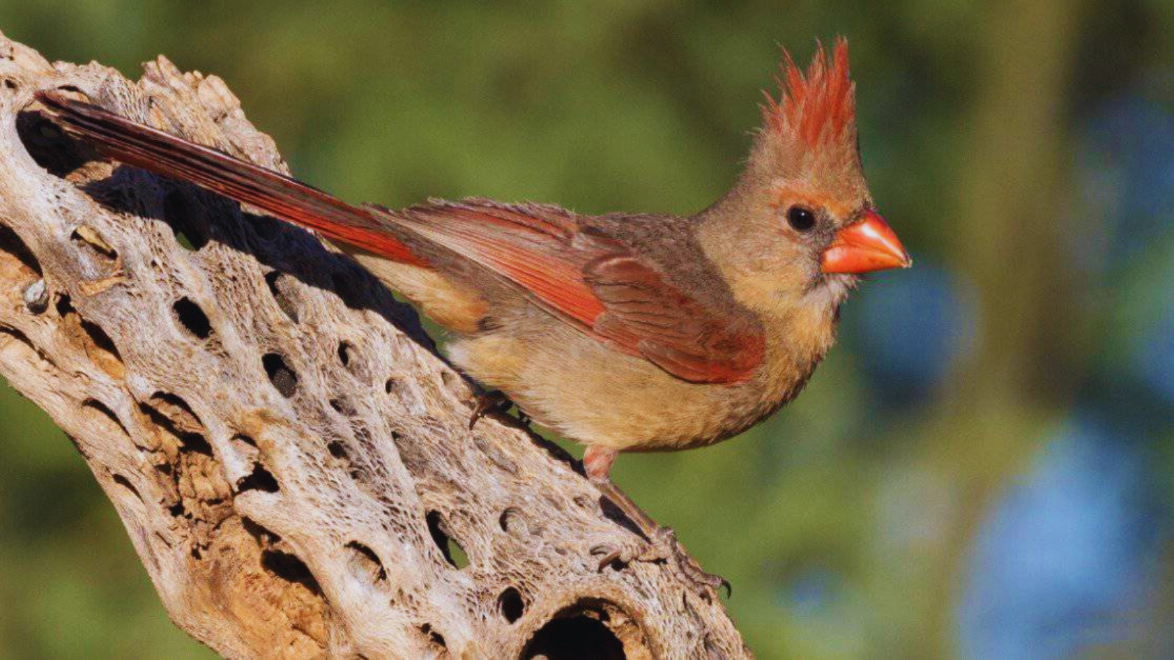 Meet the 8 Charming RedChested Small Bird A Delightful Sight