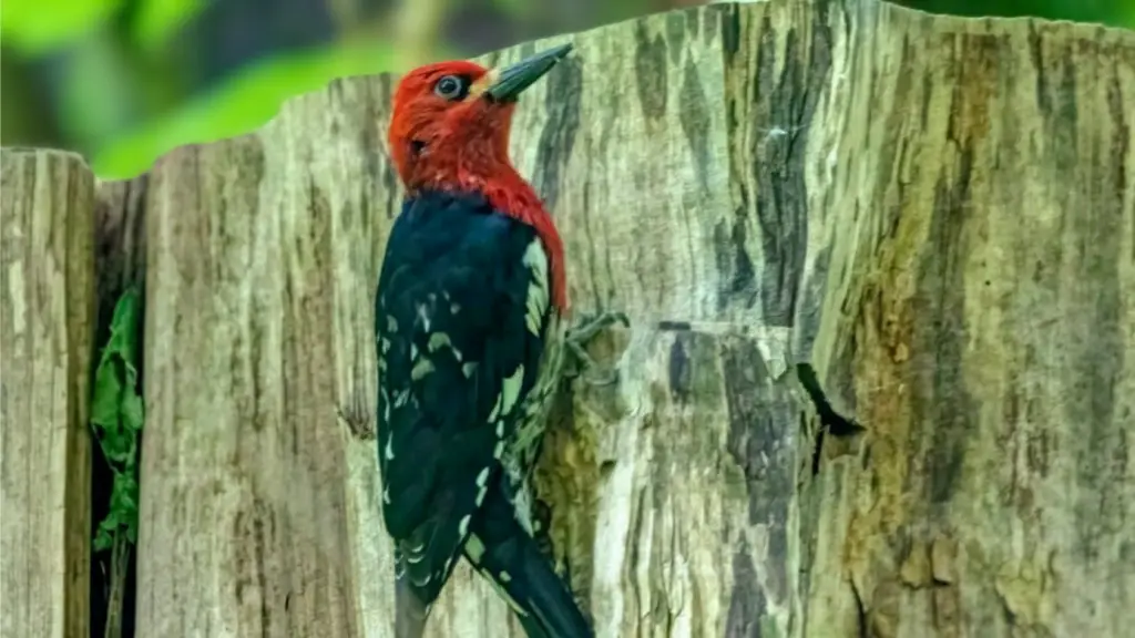small bird with red chest 3