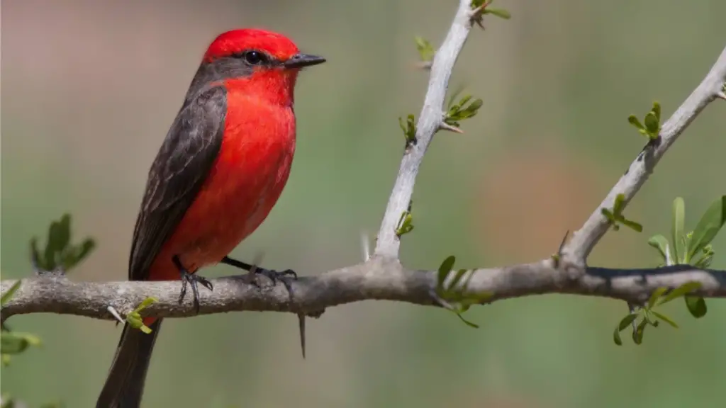 small bird with red chest