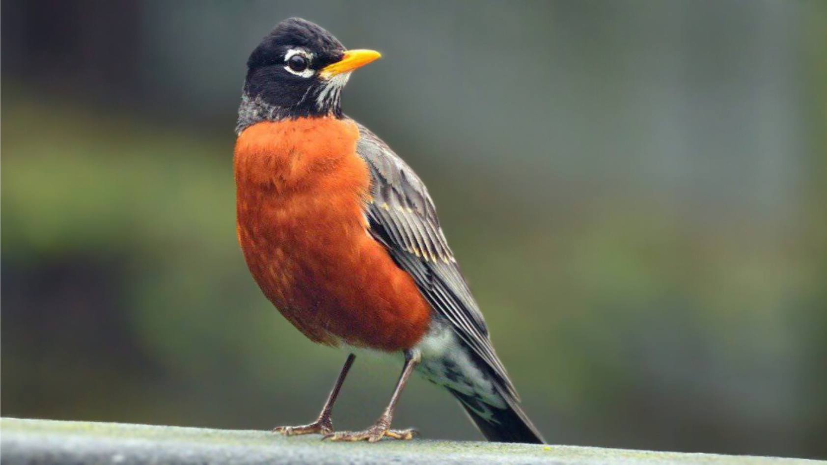 Meet the 8 Charming Red-Chested Small Bird: A Delightful Sight ...