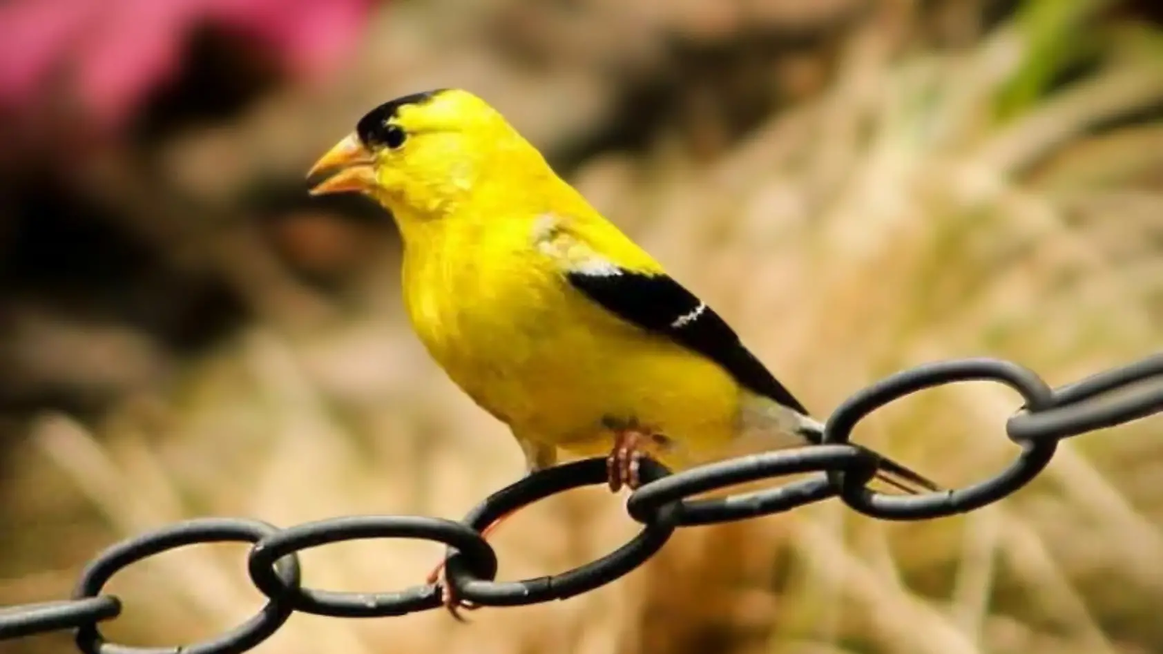 Small Yellow Birds