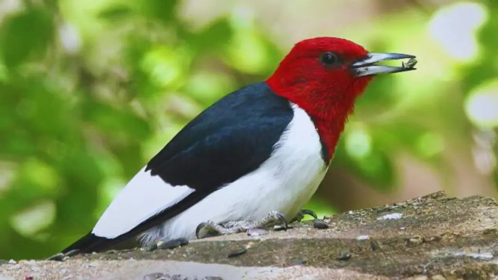  Black And White Bird With Red Head!