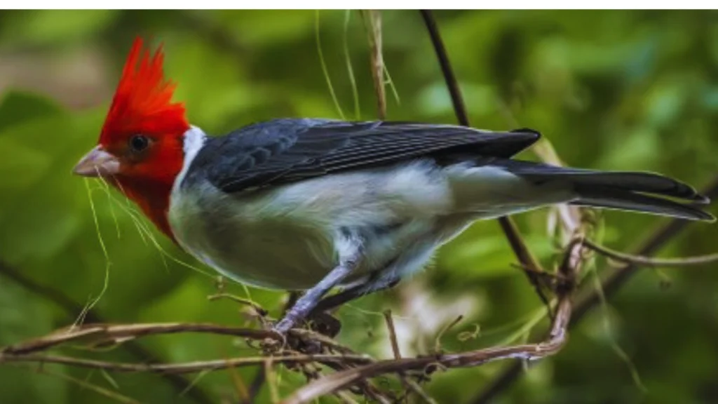  Black And White Bird With Red Head!