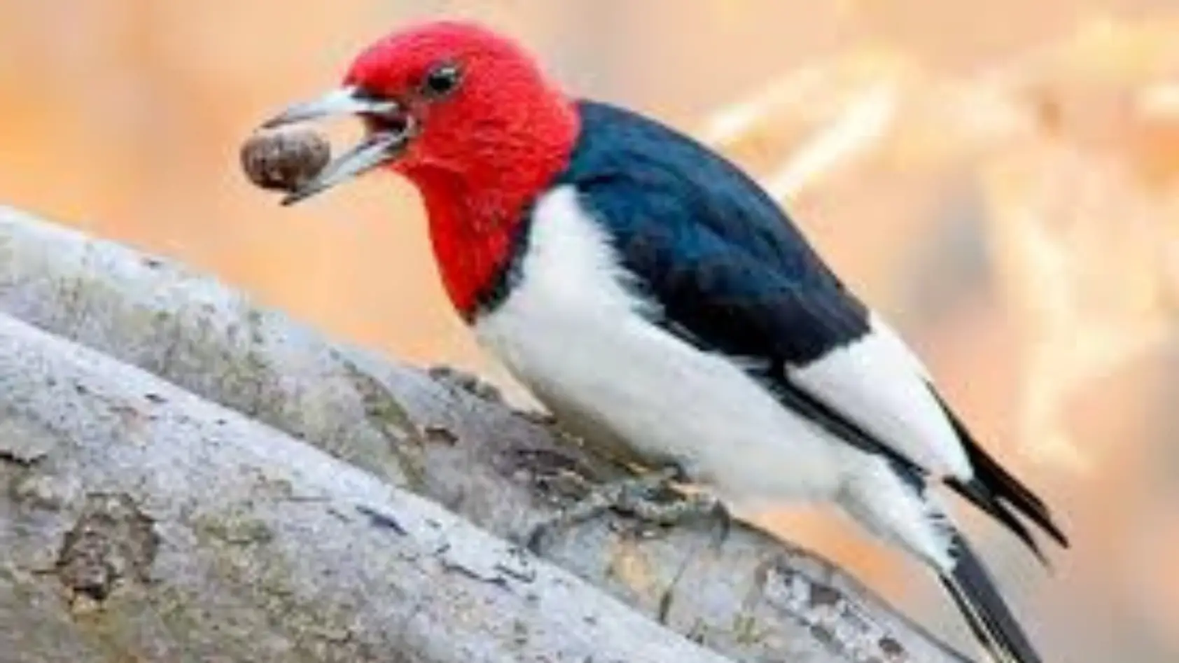 Black And White Bird With Red Head!
