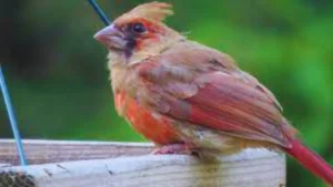 Baby Cardinal