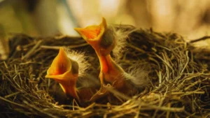 Baby Robin