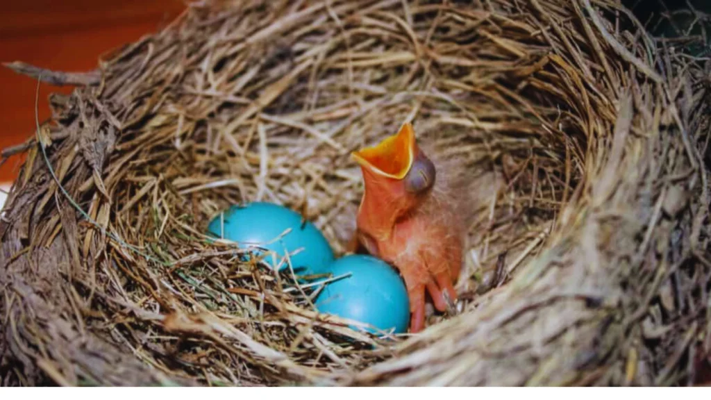 Baby Robin
