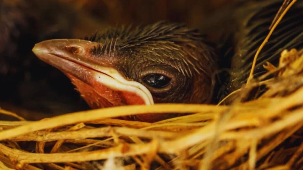 Baby Robin