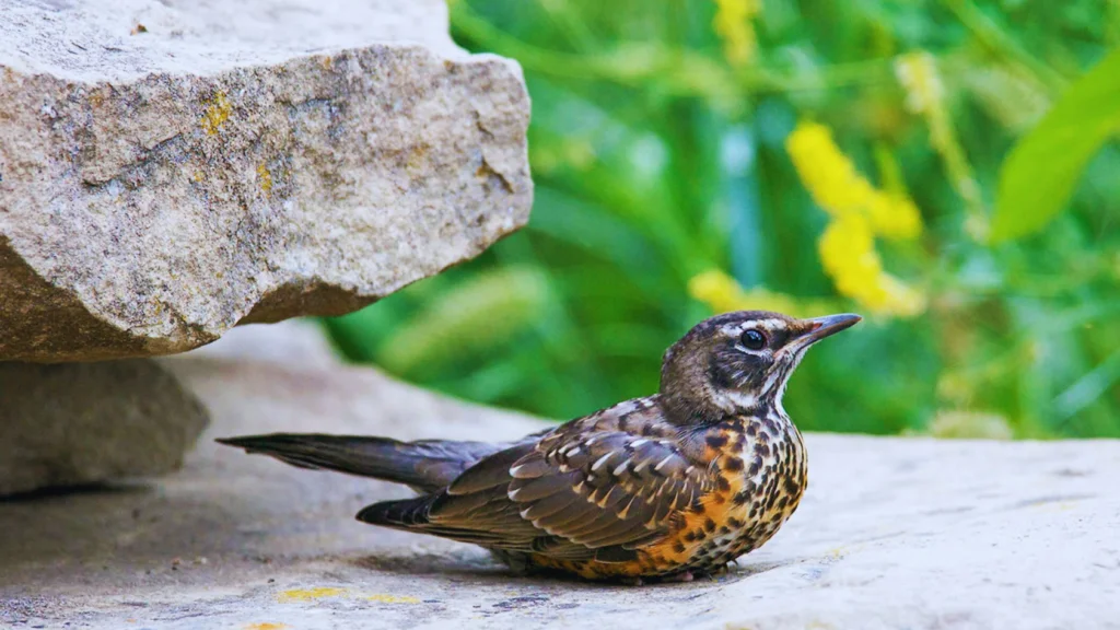 Baby Robin