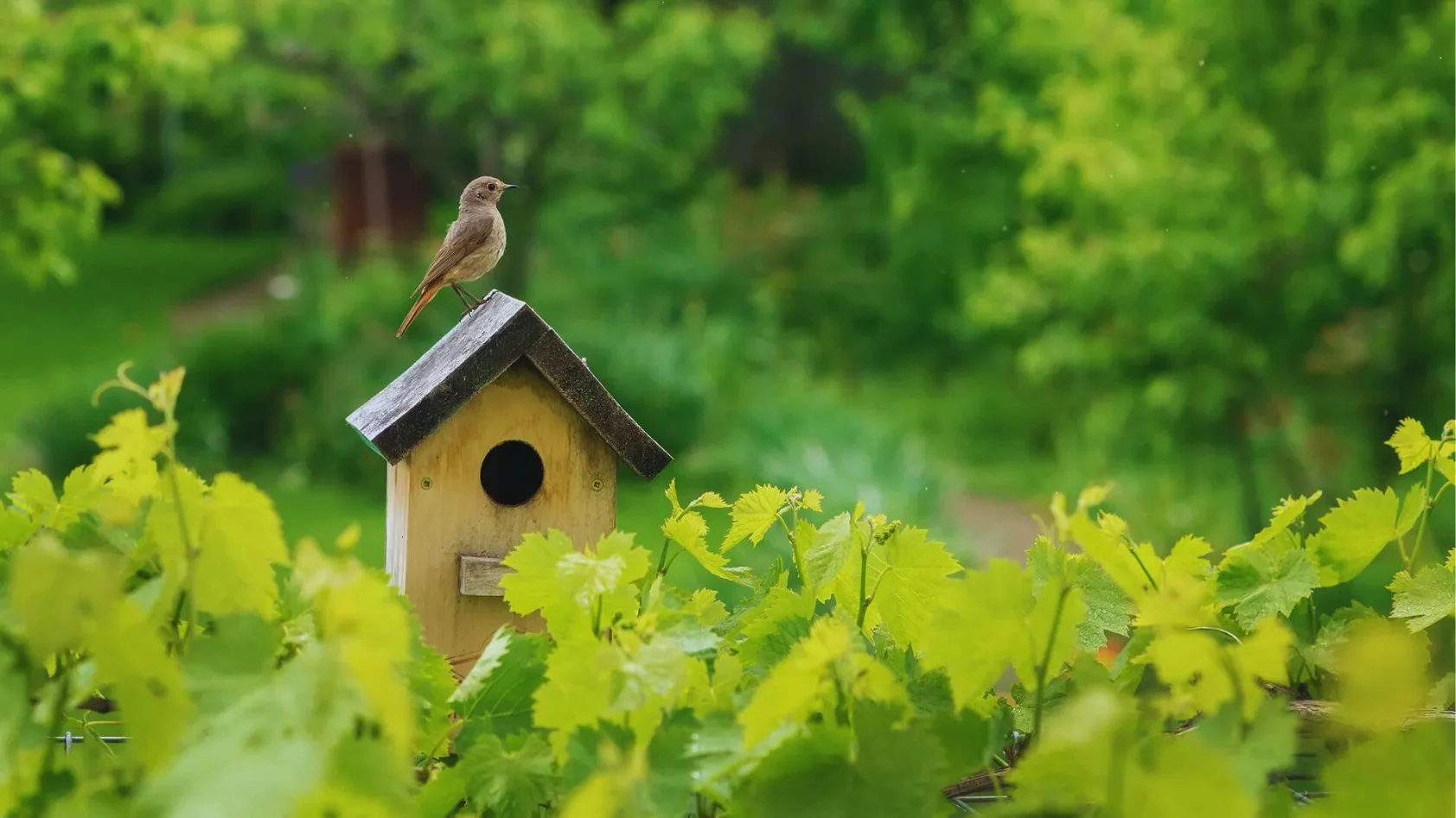 Birdhouse For Sparrows