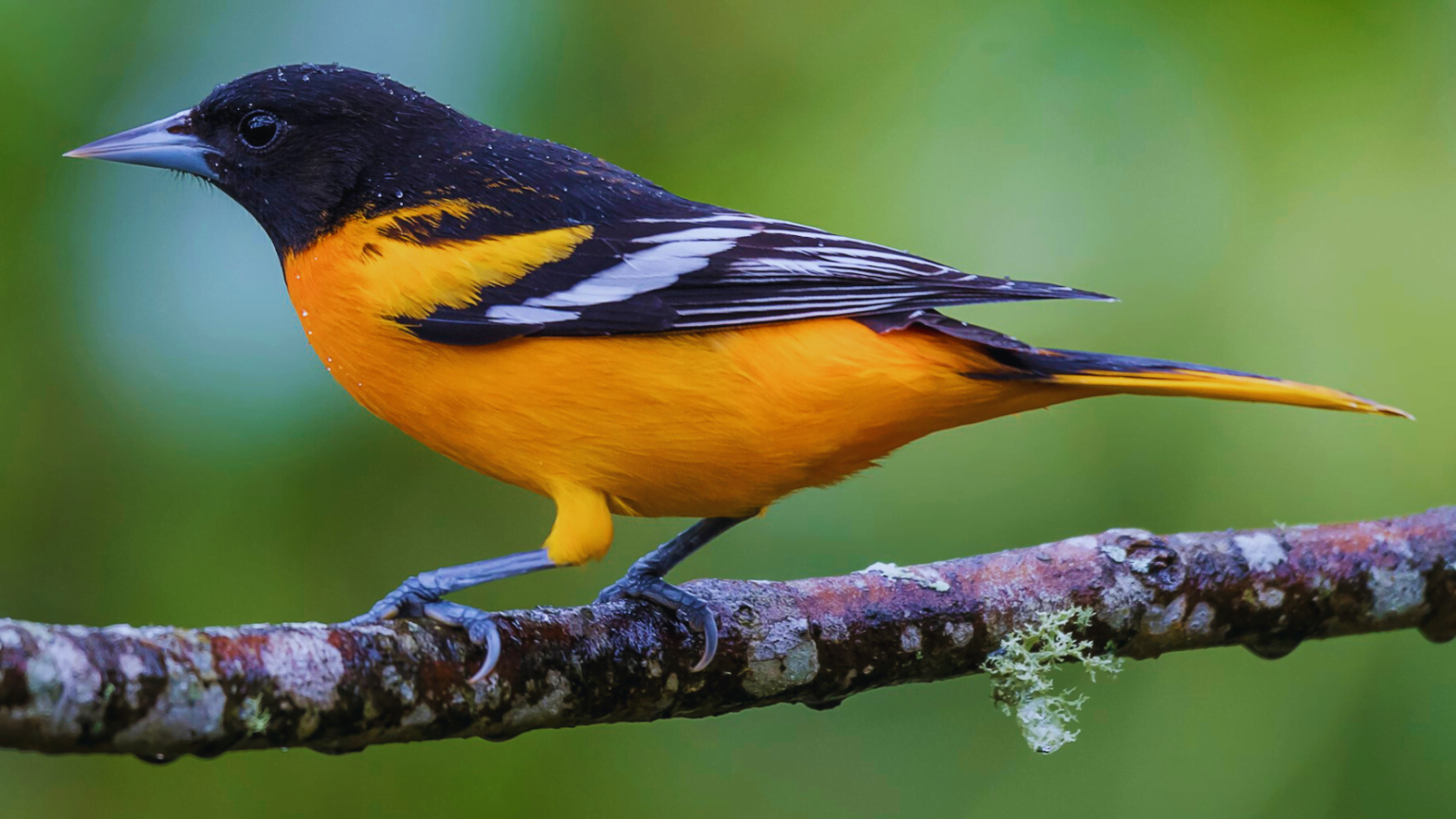 Baltimore Oriole Migration Tracker 2023: Tracking The Journey Of ...