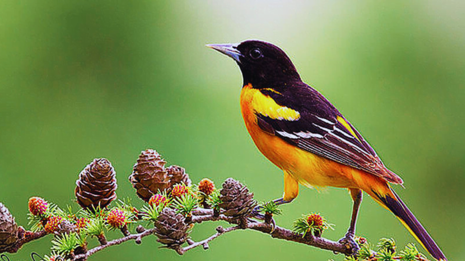 Baltimore Oriole Migration Tracker 2023: Tracking The Journey Of