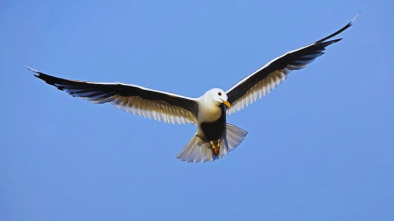 Bird With Wings Spread