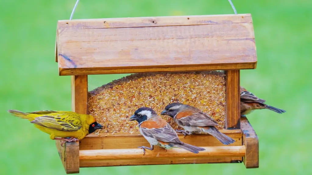 Birdhouse For Sparrows