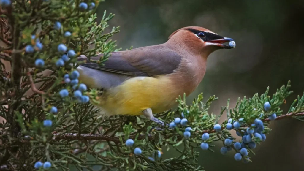 Birds In Alabama