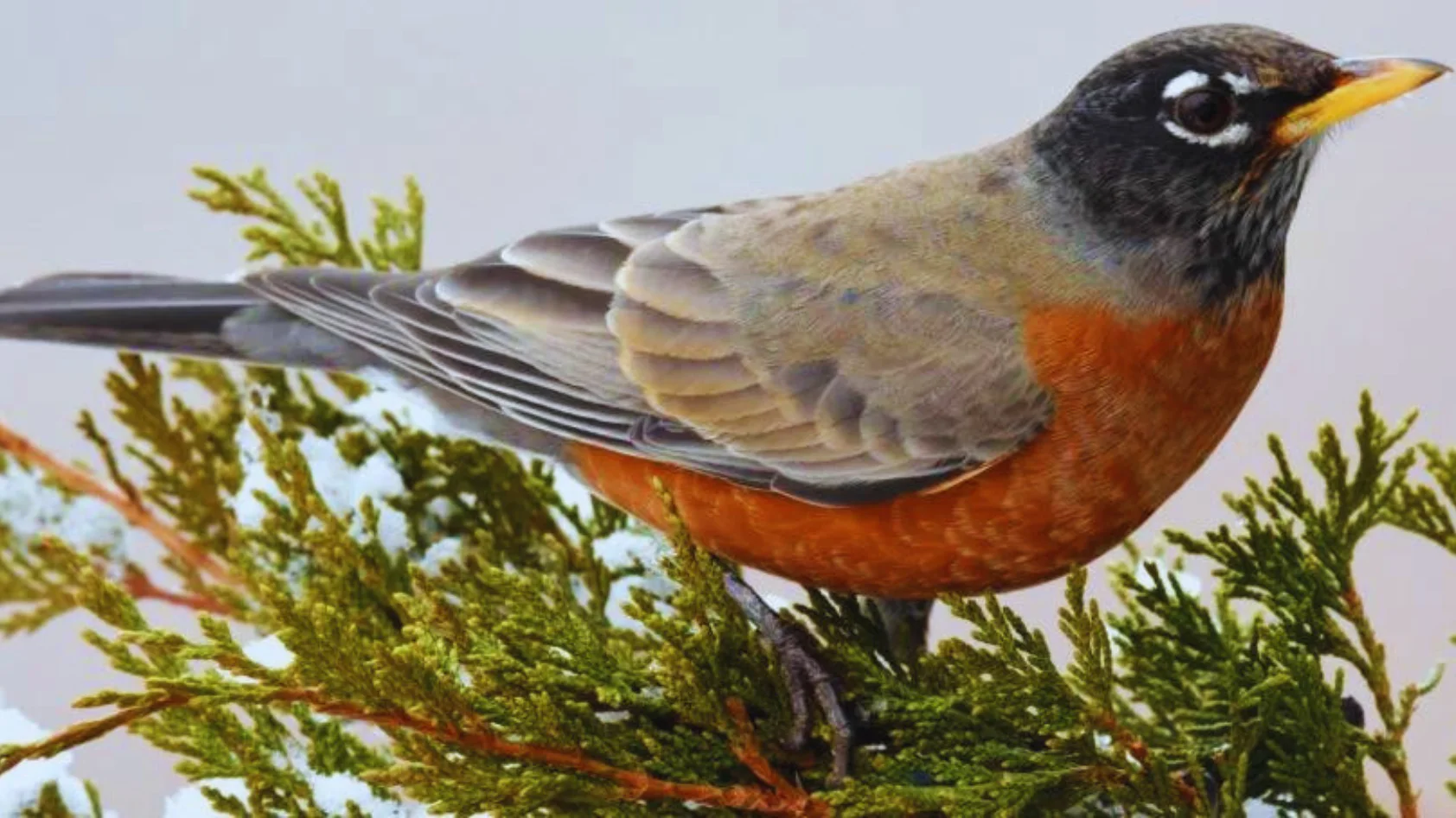 Birds In Alabama