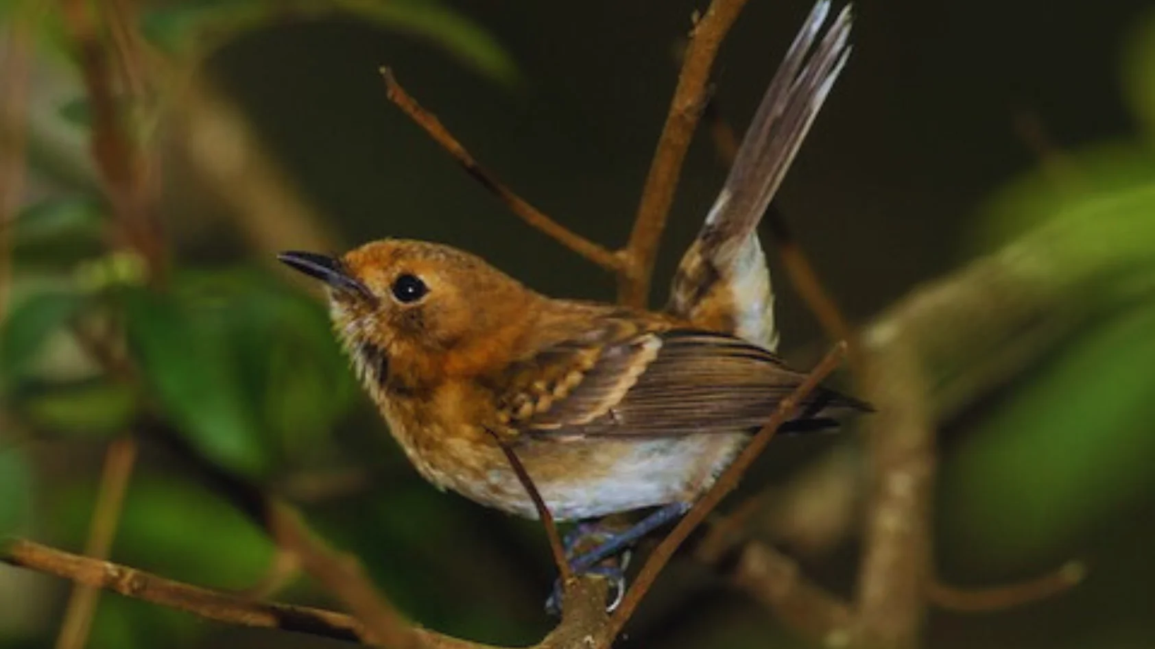 Birds Of Oahu